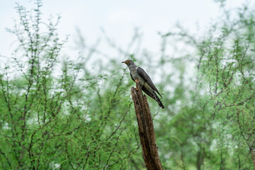 eurasian cuckoo or Common cuckoo or Cuculus canorus portrait perched in green background at jhalana forest or leopard reserve jaipur rajasthan india