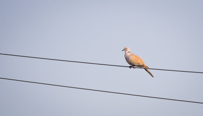 Eurasian collared dove sitting on parallel electric wire