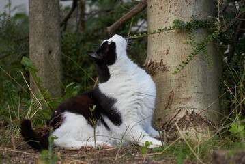 Naklejka na ściany i meble cute black and white domestic tomcat sits next to a trunk of a tree in the garden and looks curiously up