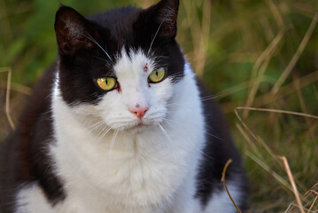 Portrait of a black and white domestic tomcat who was hit on the forehead next to the eye by a projectile from an air rifle
