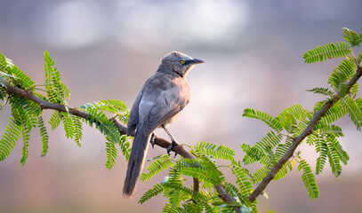 Large grey babbler