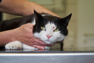 a black and white domestic cat is hold by the hands of a veterinary assistant after a bullet from...