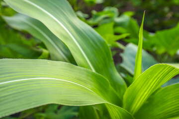 Obraz premium Growing Young Green Corn Seedling , Maize seedling in the agricultural field