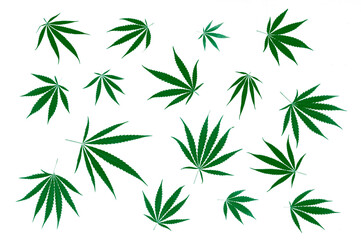 Fototapeta na wymiar Hemp or cannabis leaf isolated on white background. Concept of herbal alternative medicine