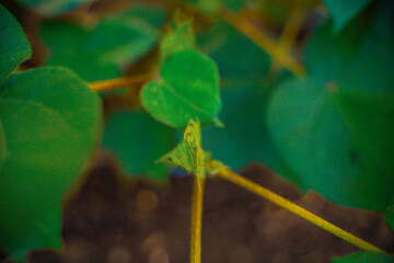 Green Cotton field in India