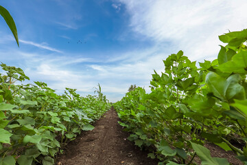 Row of growing green Cotton field in India.