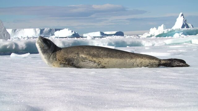 leopard seal lying on a floating block of ice, Antarctic peninsula