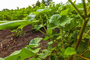 Flowering cotton gardens that have not yet been cotton