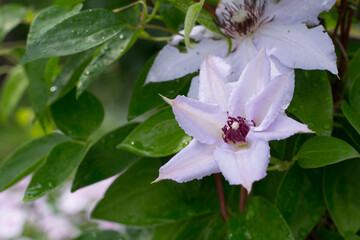 Obraz premium Clematis Snow queen in garden