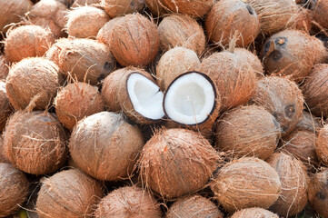 Many fresh coconut cut into half, drying in the sun to make coconut oil in Kerala, India. Indian dry coconut or copra or dried kernel used to extract coconut oil in rural village. Arecaceae palm. - obrazy, fototapety, plakaty