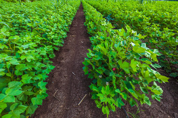 Flowering cotton gardens that have not yet been cotton