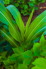 Obraz premium Growing Young Green Corn Seedling , Maize seedling in the agricultural field