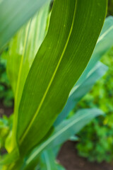 Obraz premium Growing Young Green Corn Seedling , Maize seedling in the agricultural field