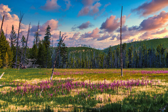 Wild flowers in a field taken at Yellowstone National Park.