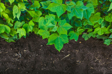 top view of cotton plant with copy space