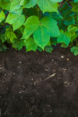 top view of cotton plant with copy space