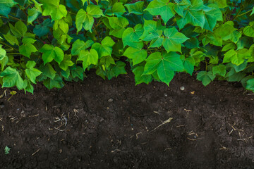 top view of cotton plant with copy space