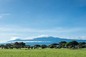 Elephants landscape with blue sky and mountain