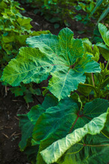Orka, ladyfinger plant growing in field © Niks Ads