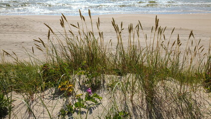 Sand dunes and grass on beach