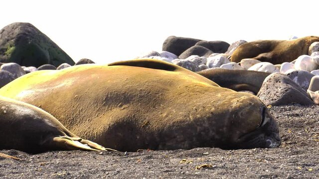 Southern elephant seal lying on a floating block of ice, Antarctic peninsula