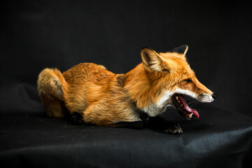 Red fox sits on a black background