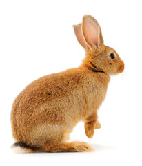 Brown rabbit isolated.