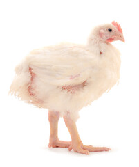 Chicken or young broiler chicken.