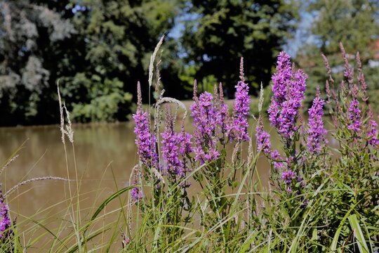 Blumen am Weiher