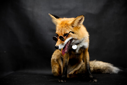 Red fox in sunglasses sits on a black background