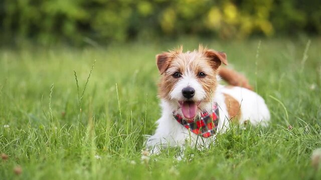 Happy cute funny playful small breed jack russell terrier pet dog puppy wagging his tail in the grass and smiling