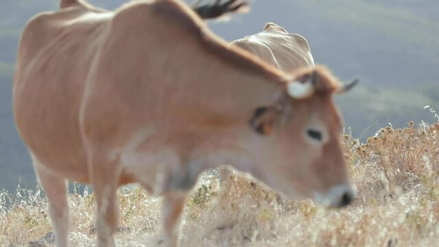 Vacas en la naturaleza
