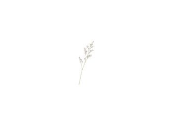 Caspia flower little purple flower plant isolated in white background in top view