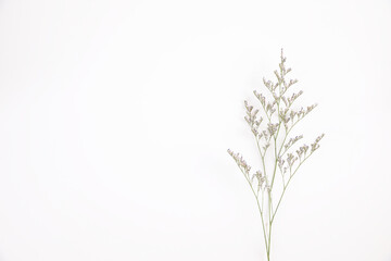 Caspia flower little purple flower plant isolated in white background in top view