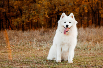 Samoyed Dog portrait in autumn park. Canine background. Walk dog concept. Copy space