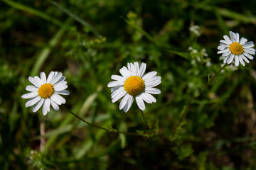 Fototapeta premium Three flowers from the real camile.