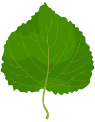 Leaf of lipa isolated on white background. Part of tree in cartoon style.