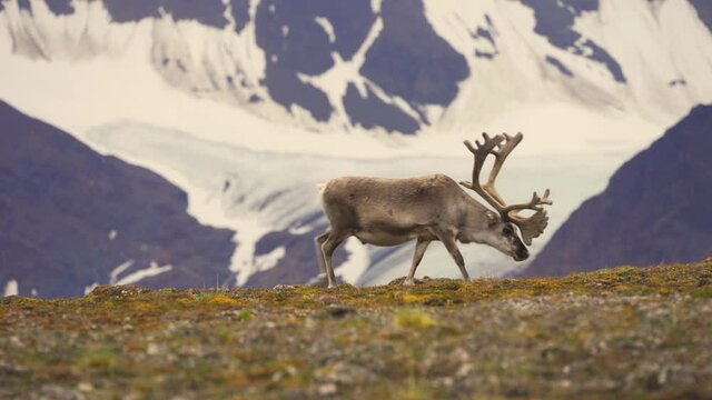 Adult male of Svalbard reindeer (Rangifer tarandus platyrhynchus) Grazing, Svalbard Islands Spitsbergen