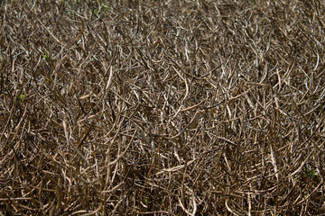 Texture of a rapeseed field almost dried up.