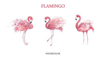 Watercolor illustration. Three pink flamingos. Feathers with watercolor spray. - obrazy, fototapety, plakaty