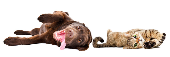 Funny cute labrador puppy and  cat scottish straight lying isolated on a white background