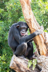 chimpanzees in the trees in a zoo