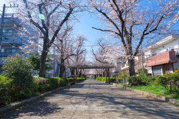 Fototapeta premium 蕨市 南町桜並木