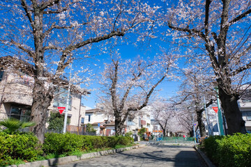 蕨市 南町桜並木