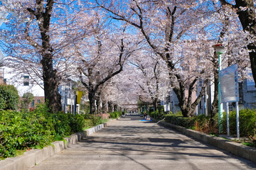 蕨市 南町桜並木
