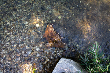 Texture of river pebbles under water.