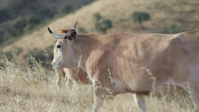Vacas Aubrac pastando