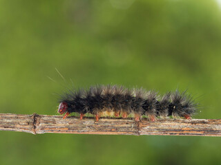 Woolly Bear caterpillar (Spilosoma glatignyi) on twig with out of focus background