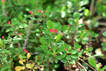 beautiful flowers in garden pictures