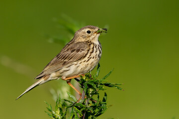 Meadow pipet on a branch